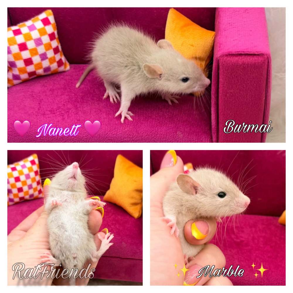 Fancy rat Available for rehoming Rattus norvegicus 
