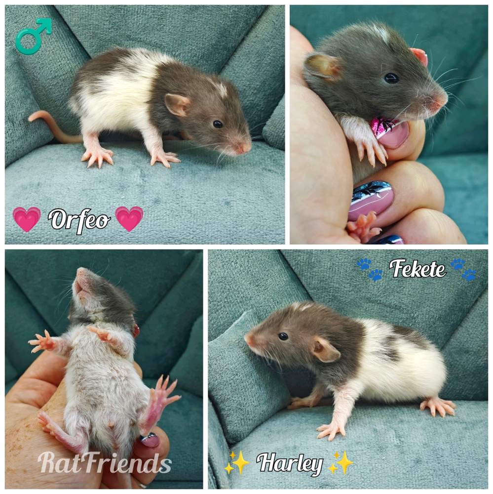 Fancy rat Available for rehoming Rattus norvegicus 