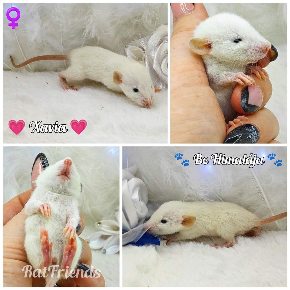 Fancy rat Owned by other Rattus norvegicus 