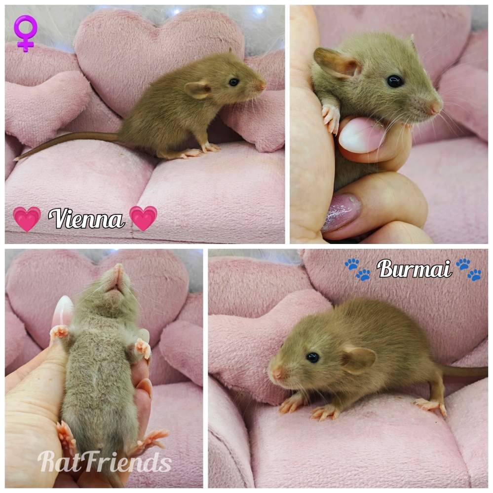 Fancy rat Owned by other Rattus norvegicus 