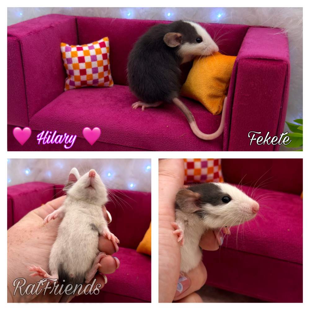 Fancy rat Available for rehoming Rattus norvegicus 