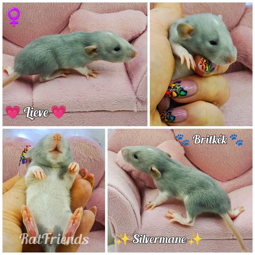 Fancy rat Breeder Rattus norvegicus 