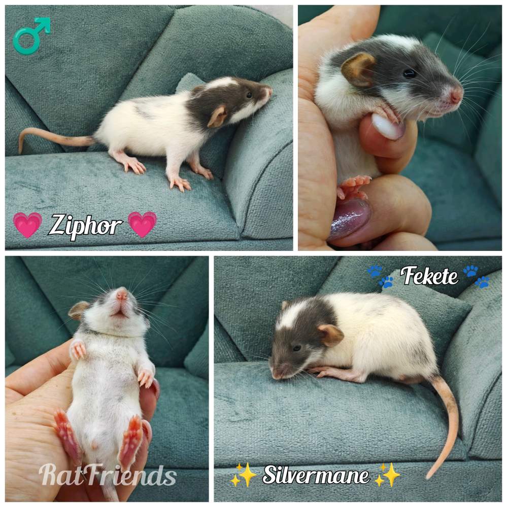 Fancy rat Owned by other Rattus norvegicus 