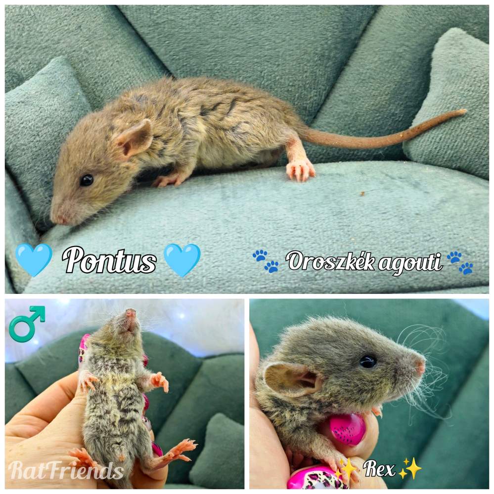 Fancy rat Available for rehoming Rattus norvegicus 