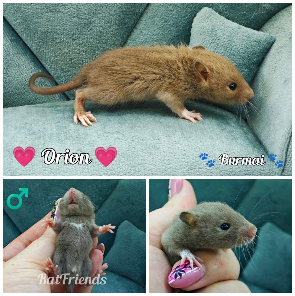 Fancy rat Rehomed Rattus norvegicus 