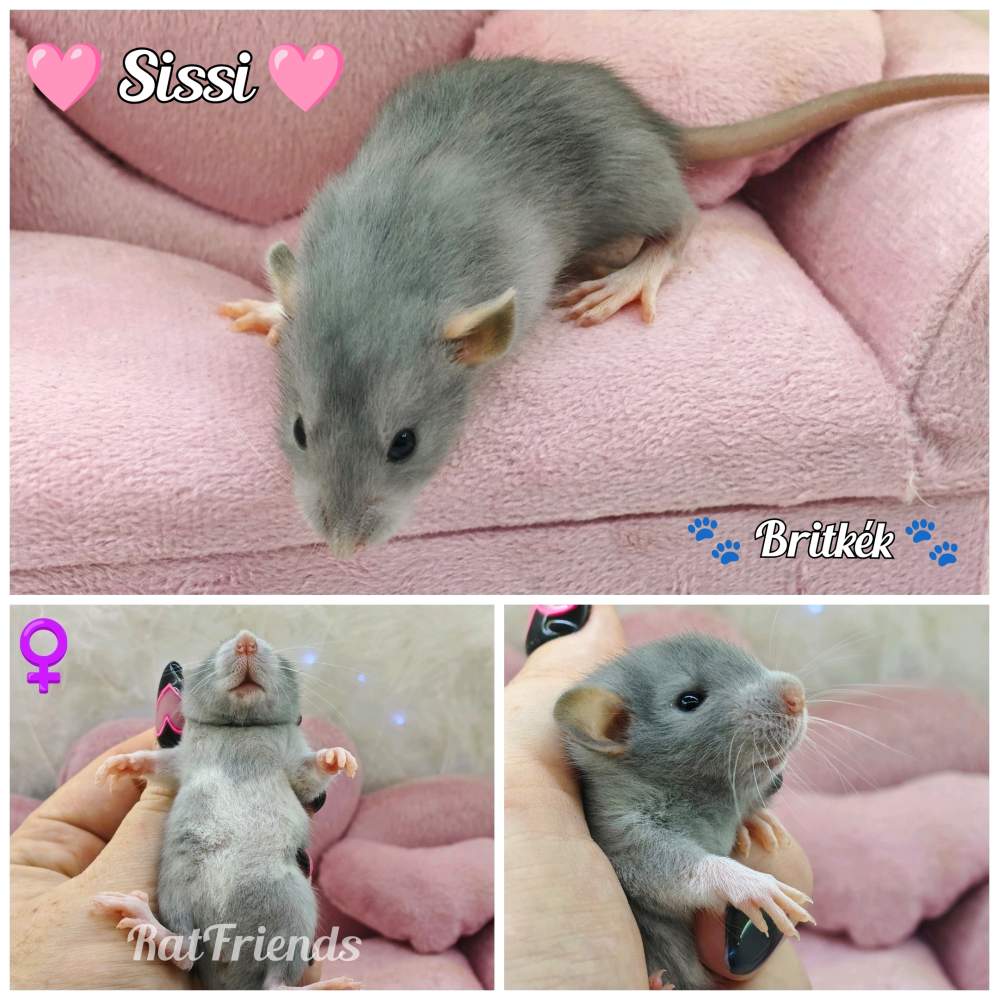 Fancy rat Breeder Rattus norvegicus 