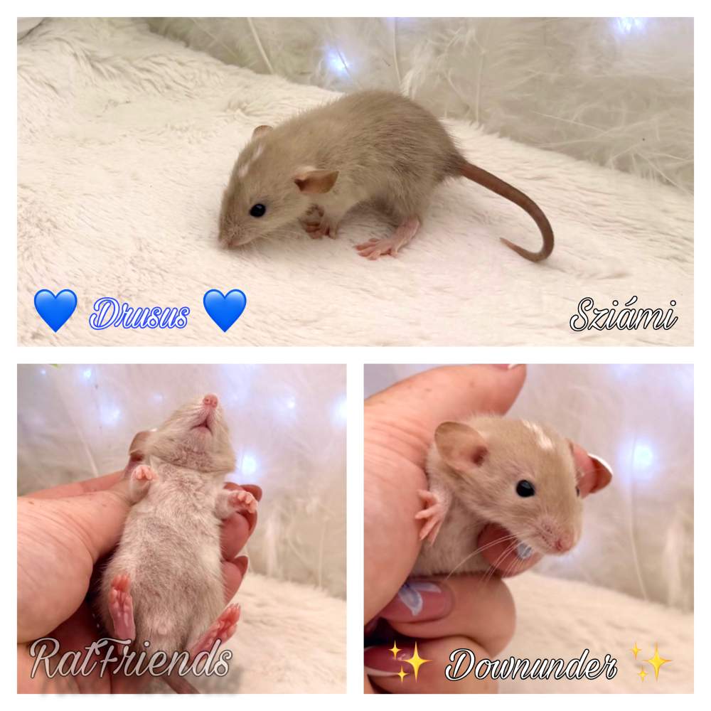 Fancy rat Available for rehoming Rattus norvegicus 