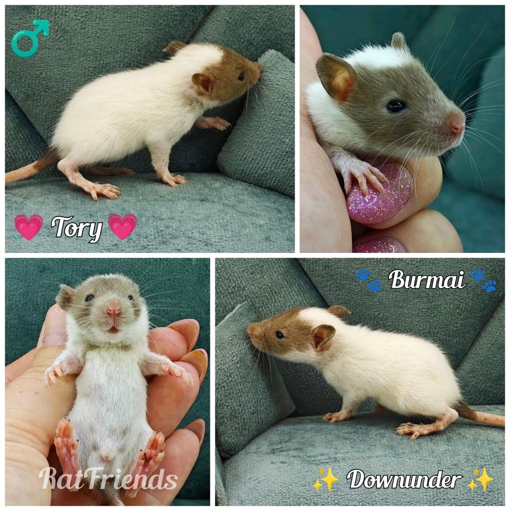 Fancy rat Rehomed Rattus norvegicus 