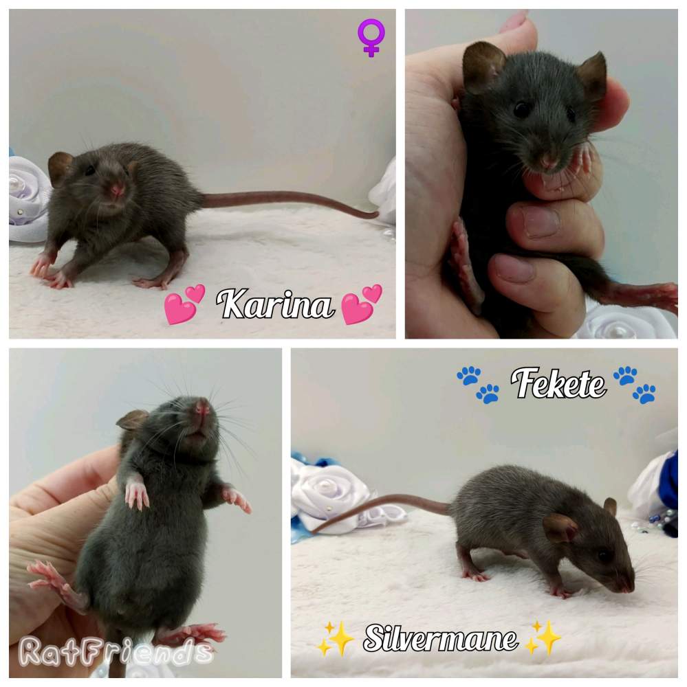 Fancy rat Owned by other Rattus norvegicus 