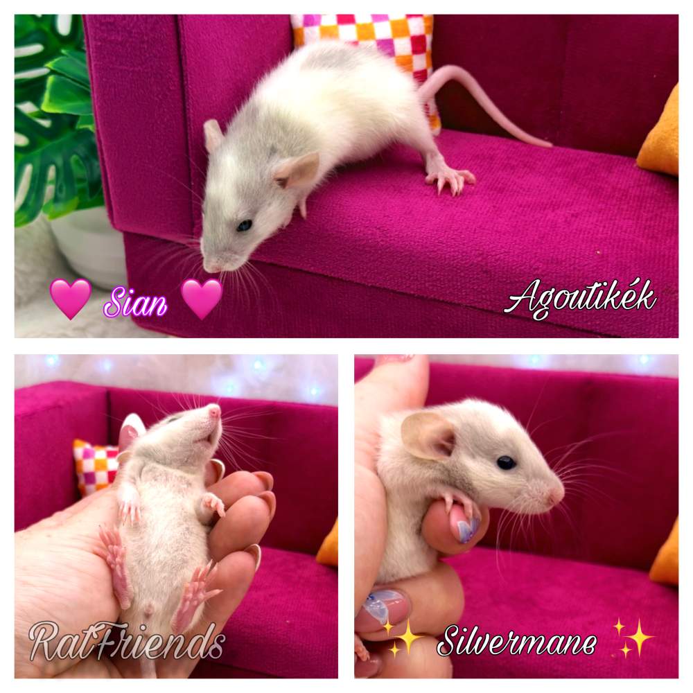 Fancy rat Available for rehoming Rattus norvegicus 
