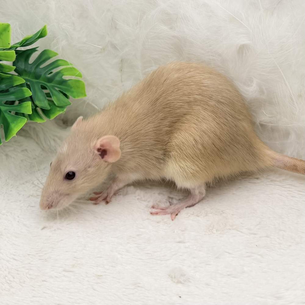 Fancy rat Breeder Rattus norvegicus 