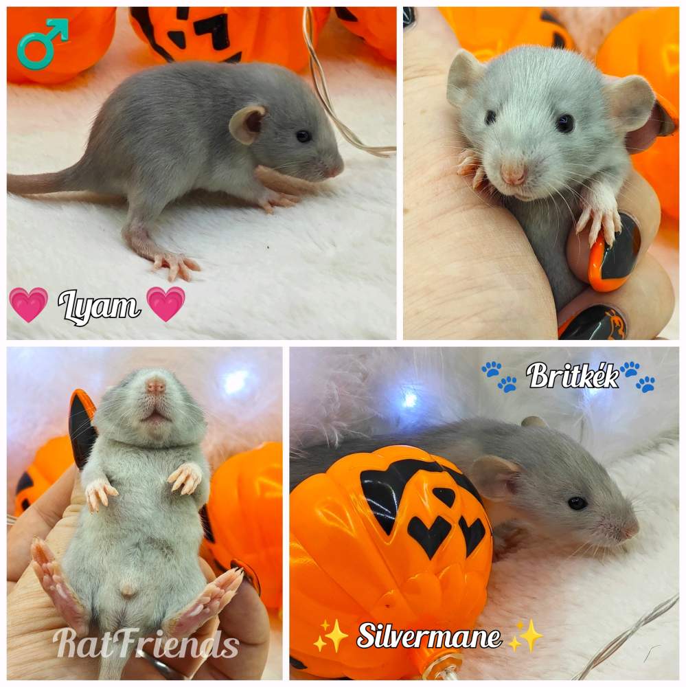 Fancy rat Owned by other Rattus norvegicus 
