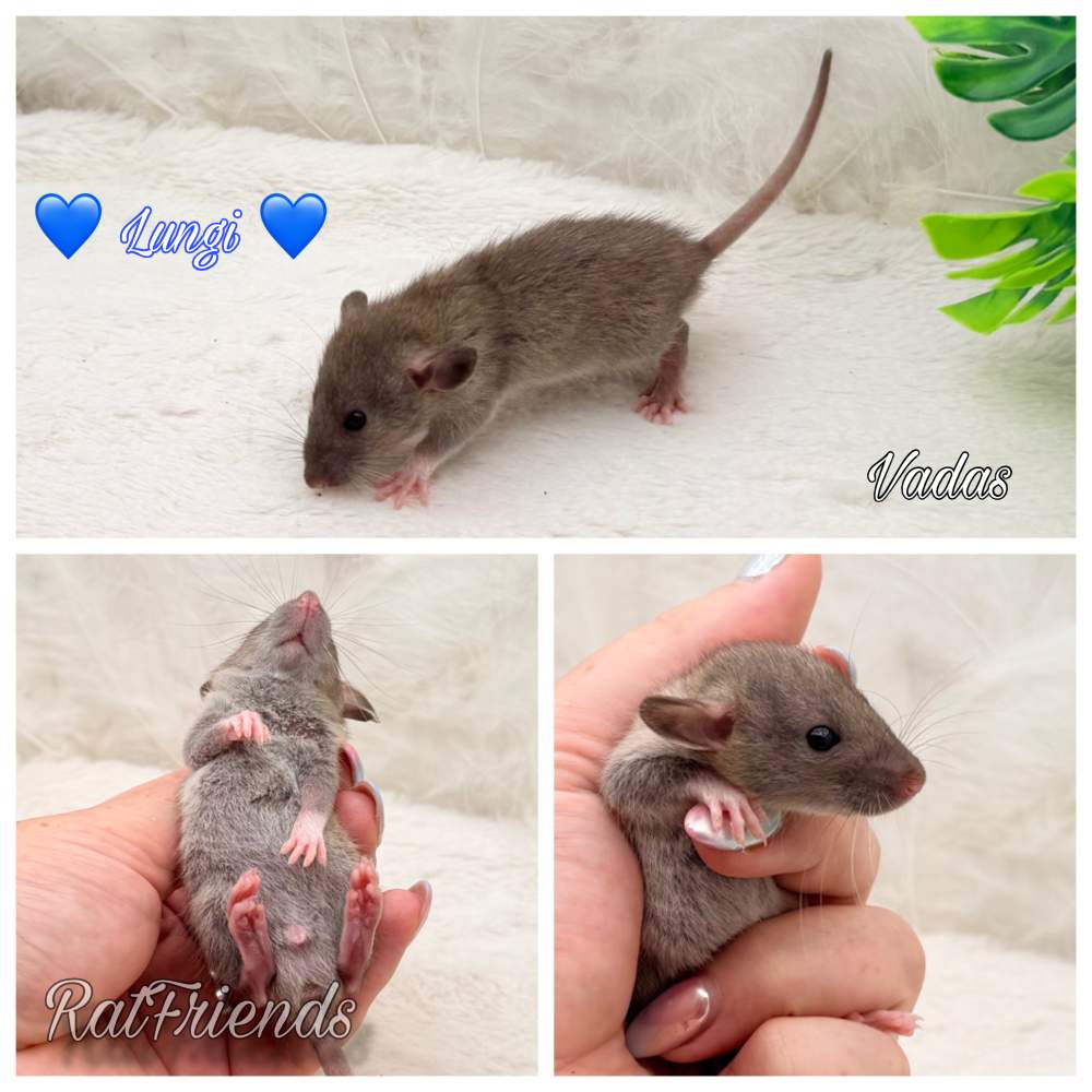Fancy rat Available for rehoming Rattus norvegicus 
