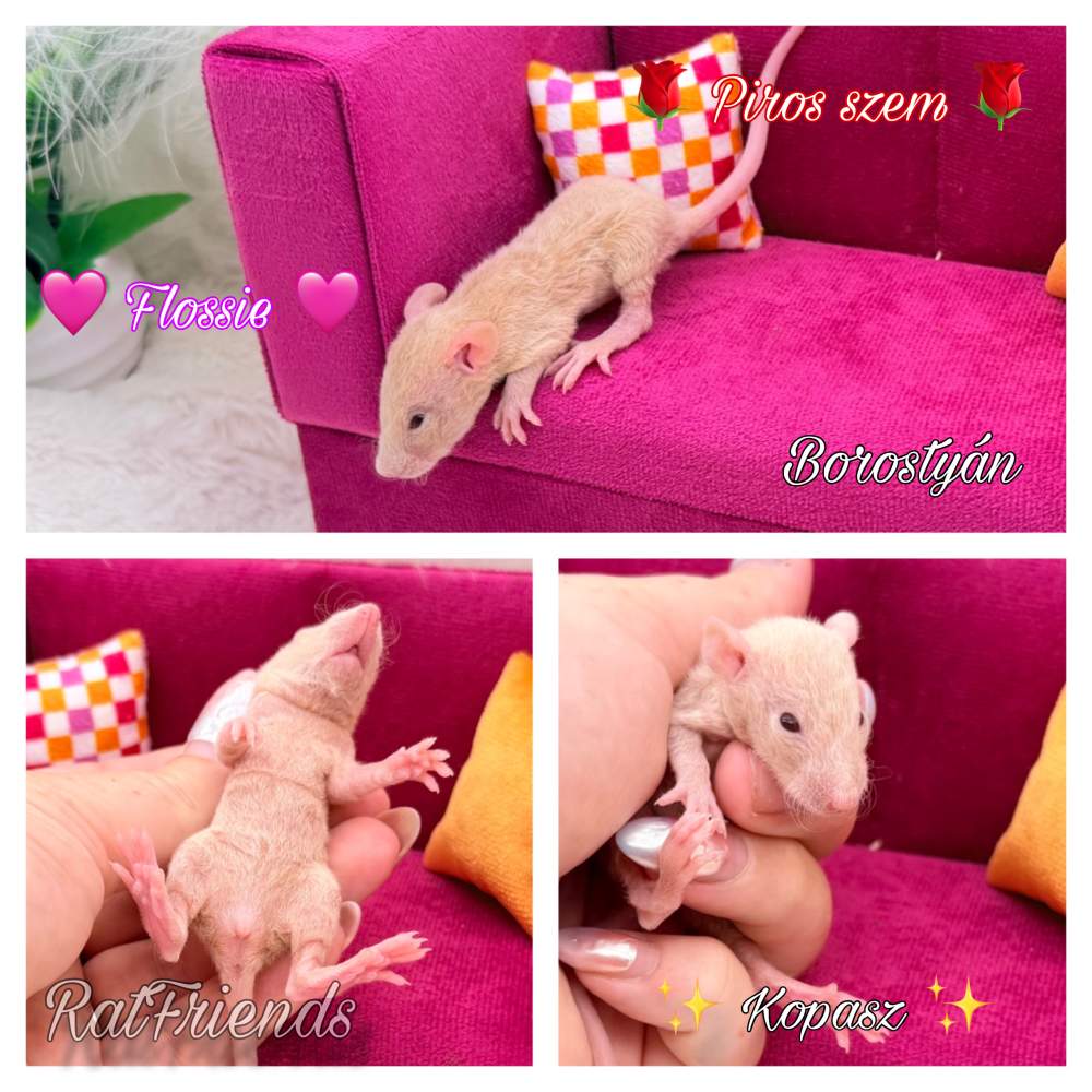 Fancy rat Available for rehoming Rattus norvegicus 