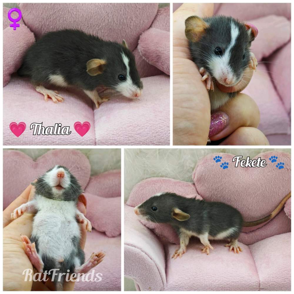 Fancy rat Available for rehoming Rattus norvegicus 