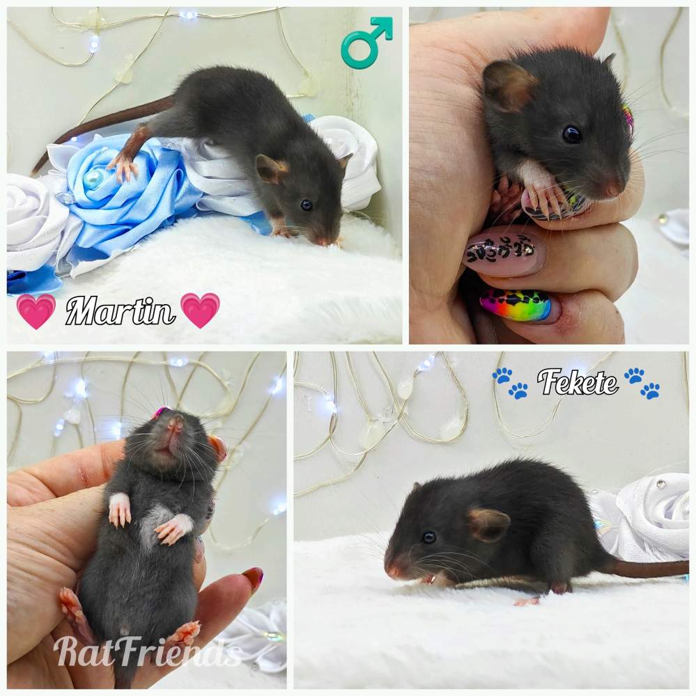 Fancy rat Rehomed Rattus norvegicus 