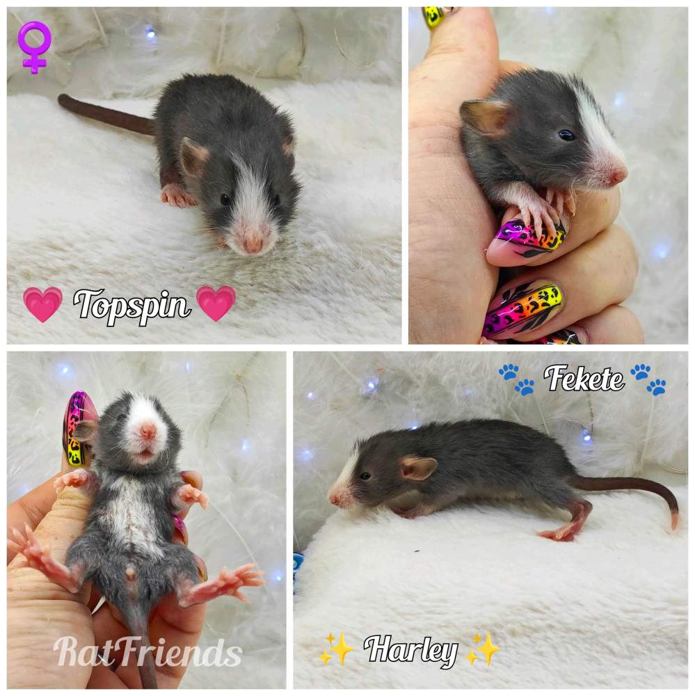 Fancy rat Owned by other Rattus norvegicus 