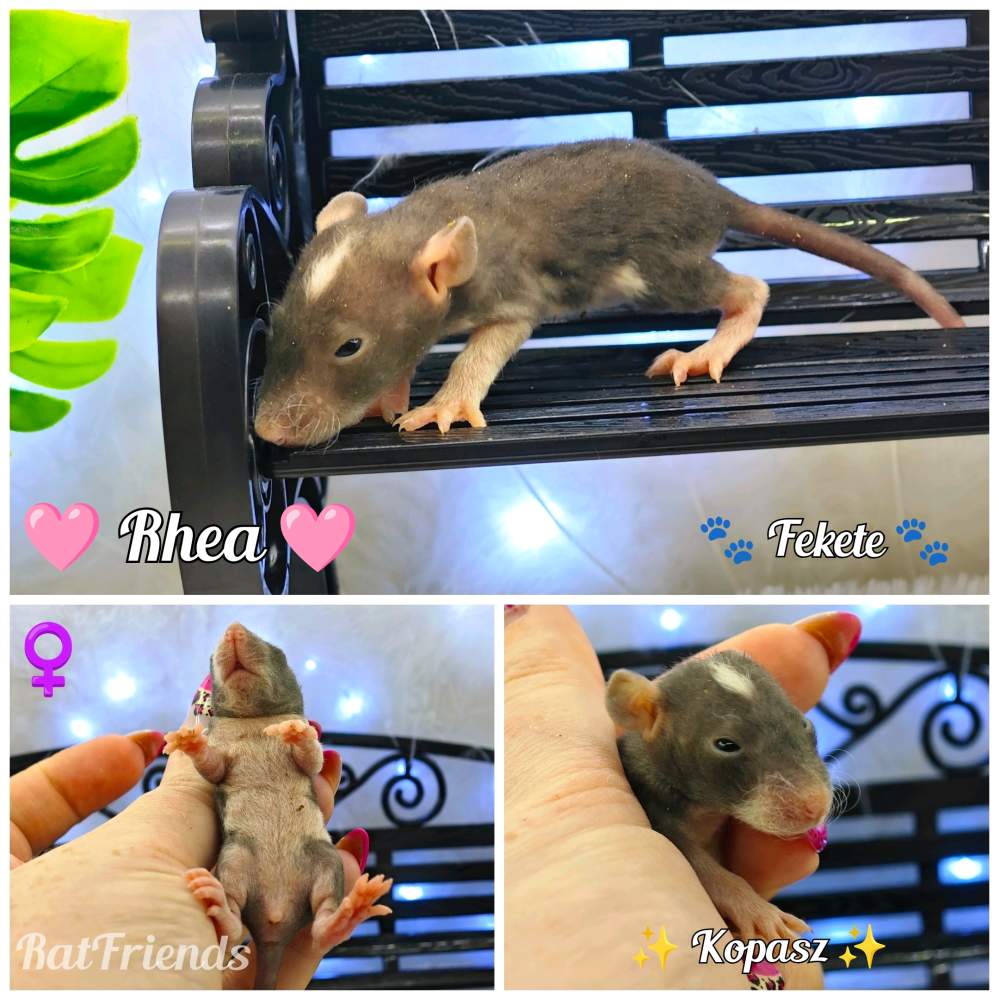 Fancy rat Available for rehoming Rattus norvegicus 