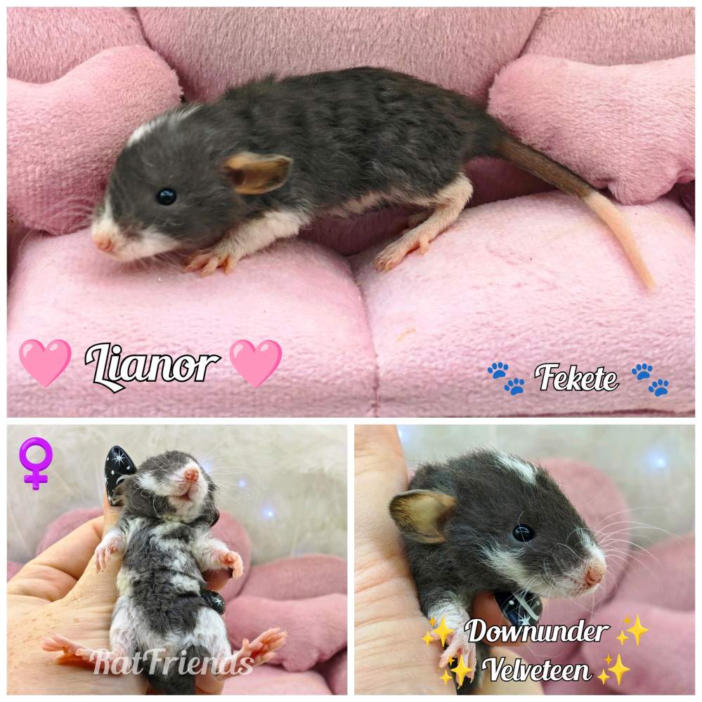 Fancy rat Breeder Rattus norvegicus 