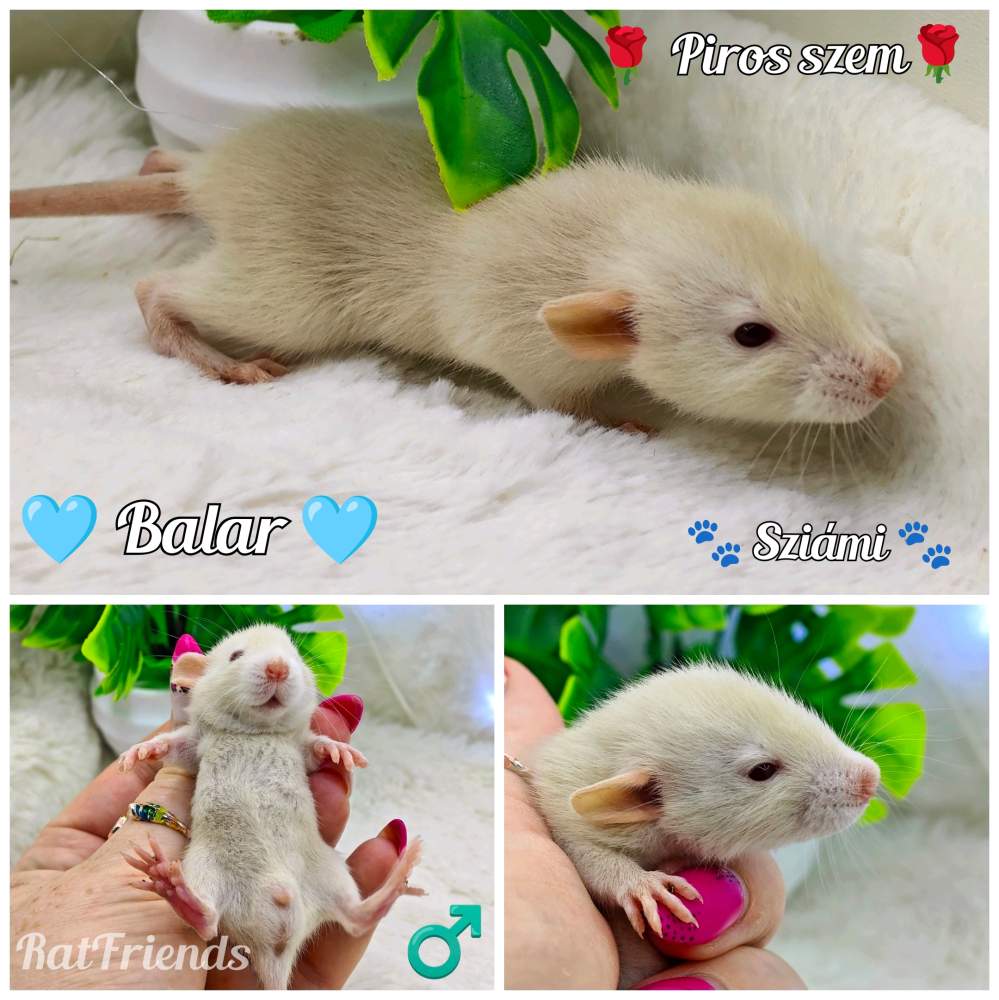 Fancy rat Available for rehoming Rattus norvegicus 