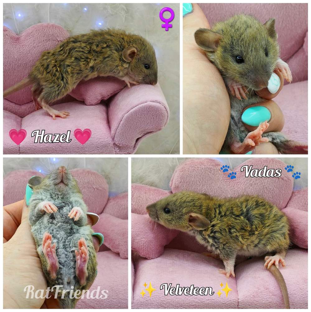 Fancy rat Breeder Rattus norvegicus 