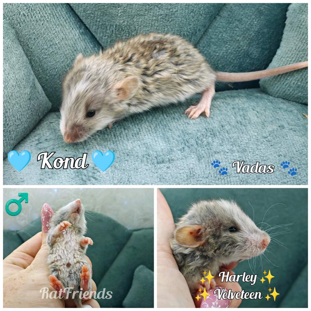 Fancy rat Breeder Rattus norvegicus 