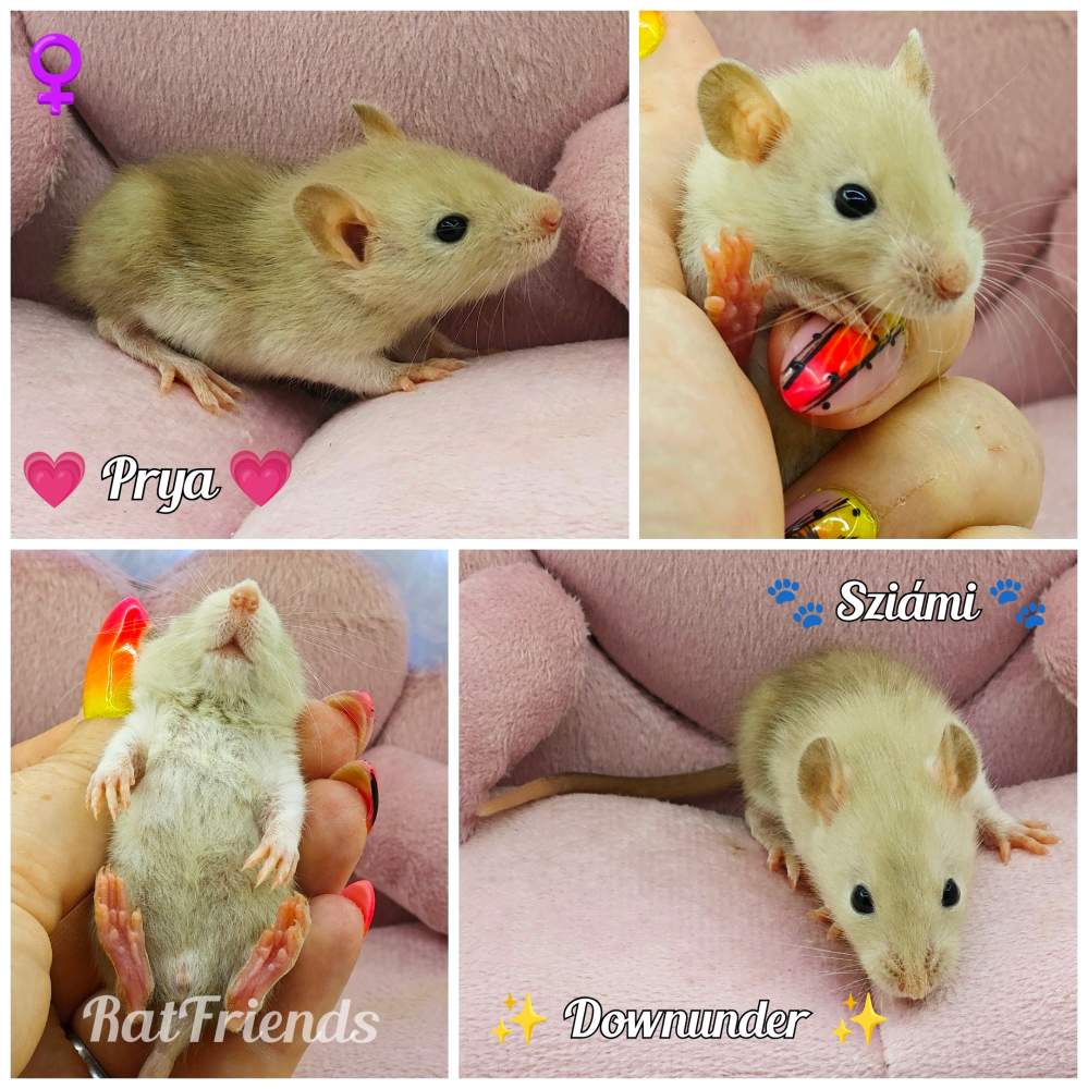 Fancy rat Pet only Rattus norvegicus 