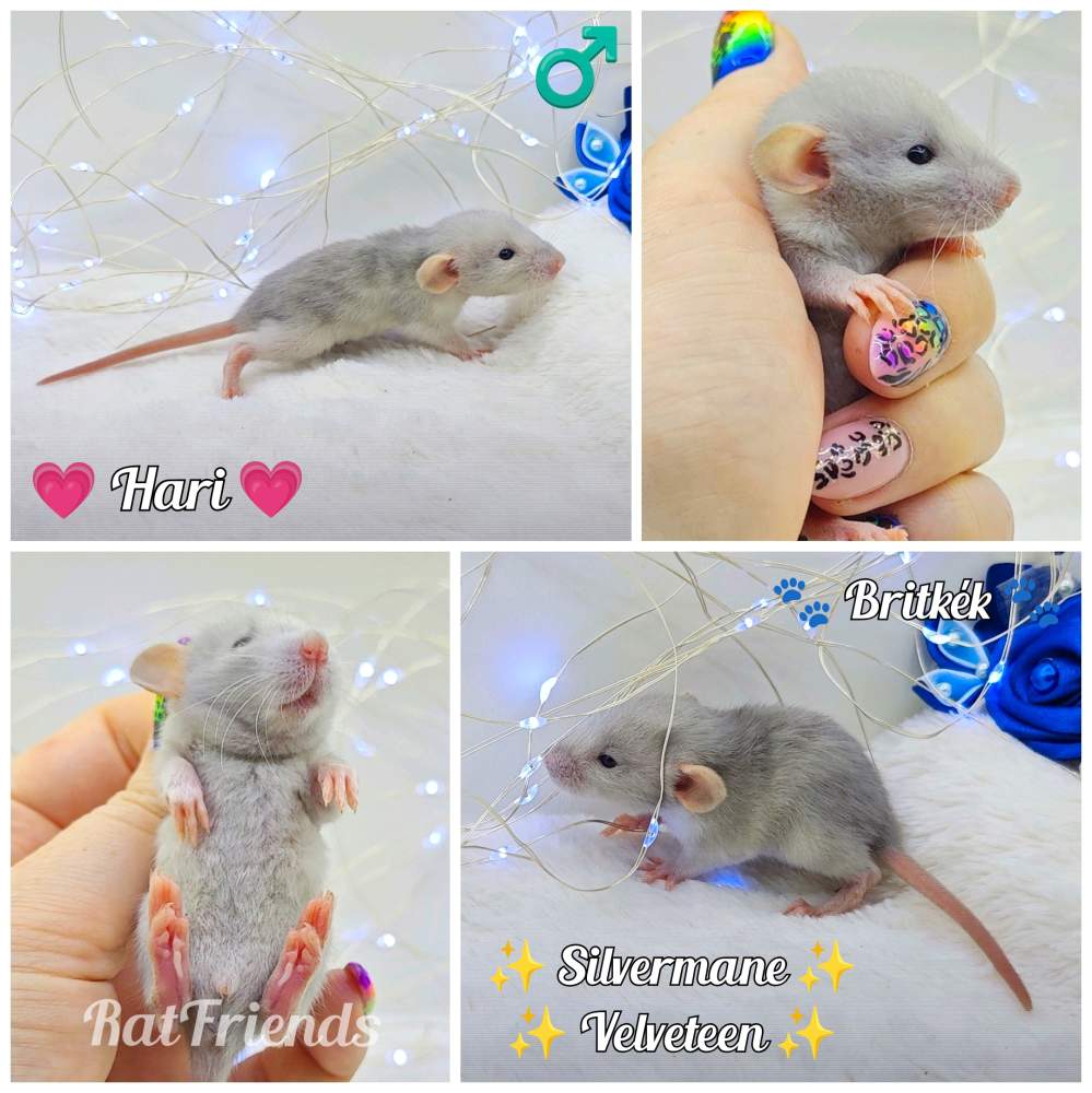 Fancy rat Owned by other Rattus norvegicus 