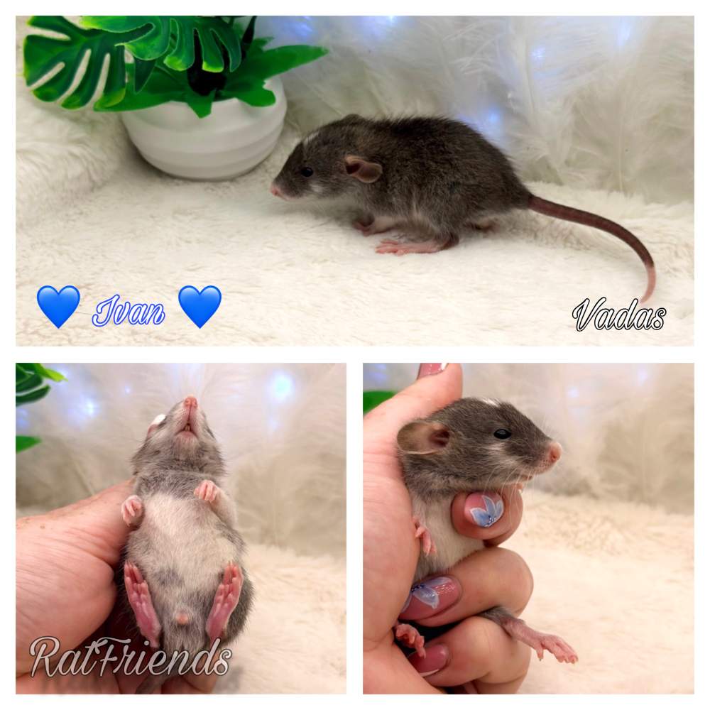 Fancy rat Available for rehoming Rattus norvegicus 