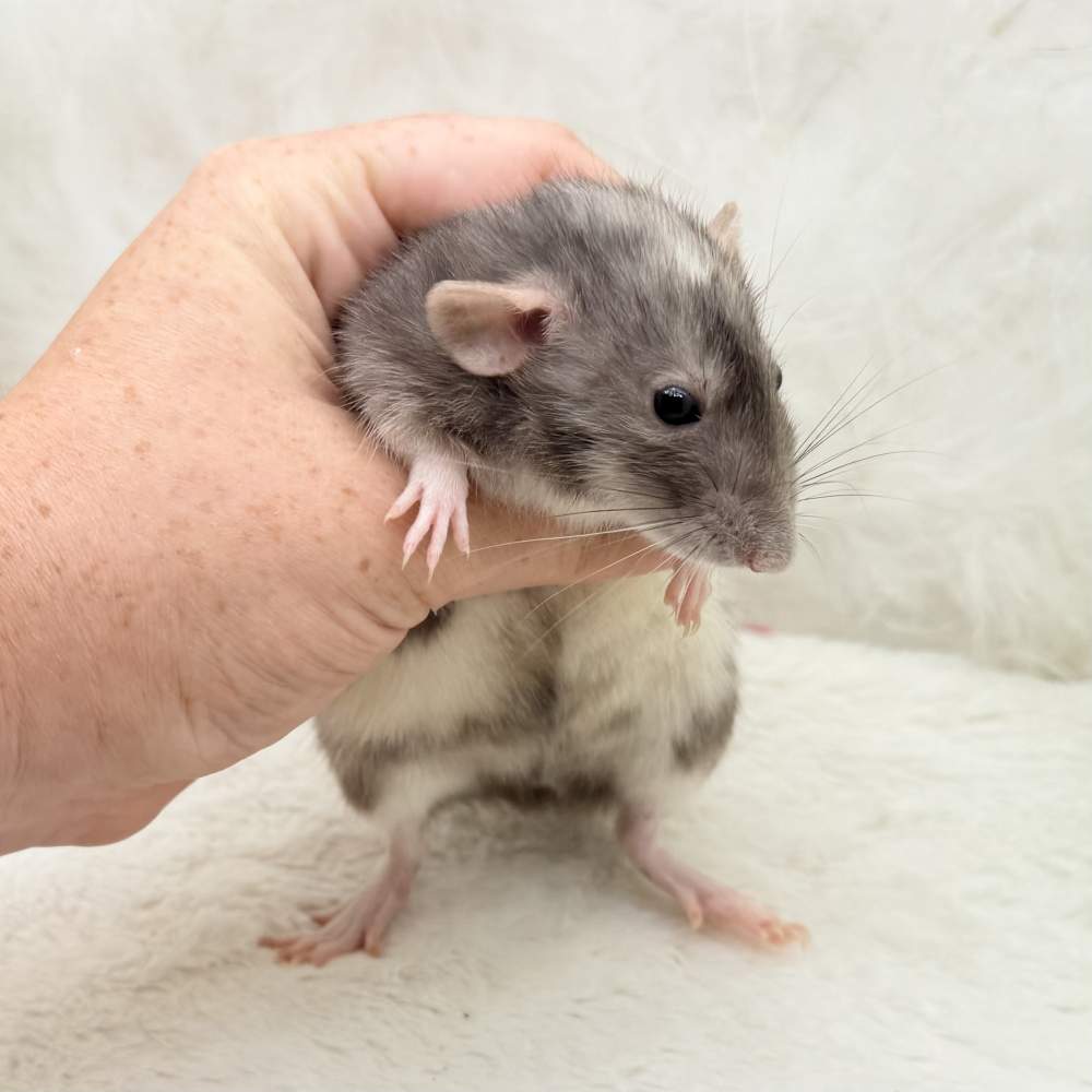 Fancy rat Breeder Rattus norvegicus 