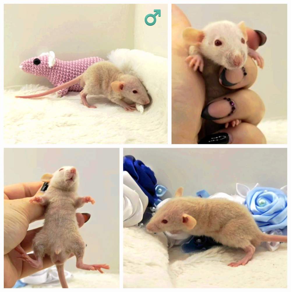 Fancy rat Owned by other Rattus norvegicus 