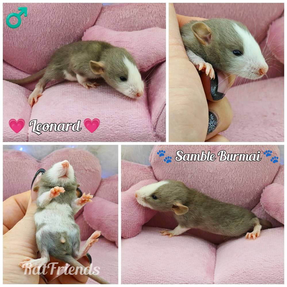 Fancy rat Owned by other Rattus norvegicus 