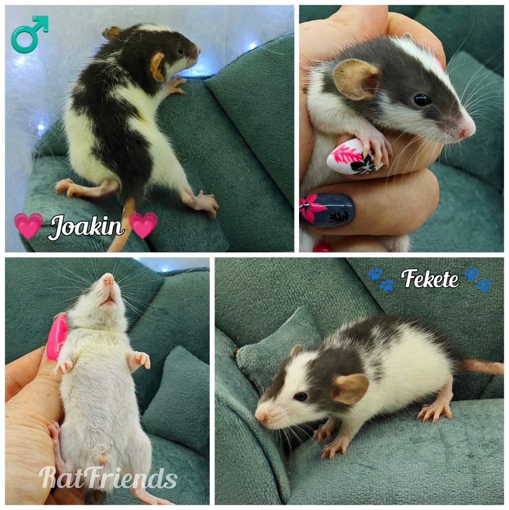 Fancy rat Available for rehoming Rattus norvegicus 