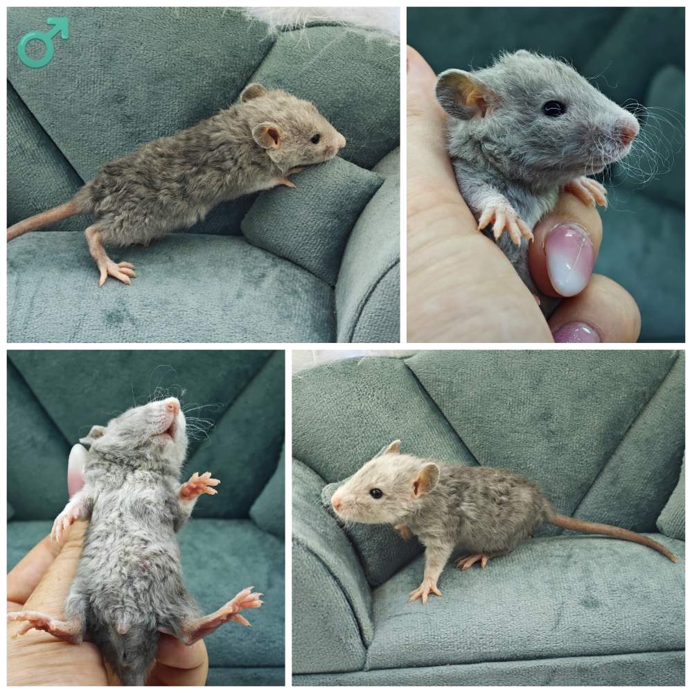 Fancy rat Breeder Rattus norvegicus 