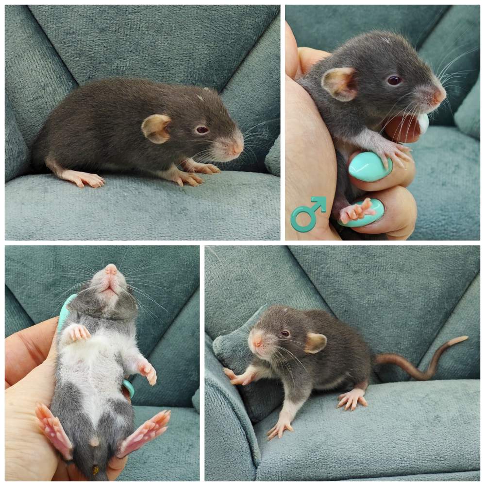 Fancy rat Breeder Rattus norvegicus 