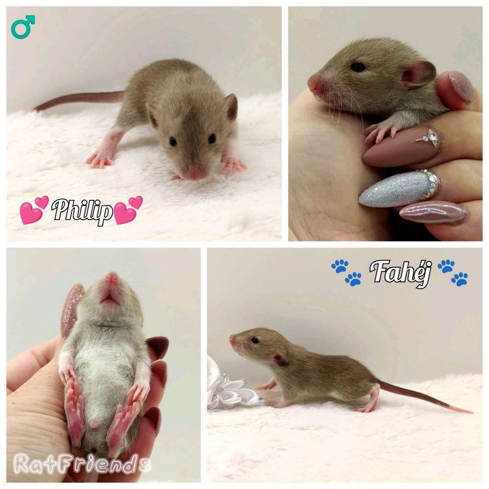 Fancy rat Owned by other Rattus norvegicus 