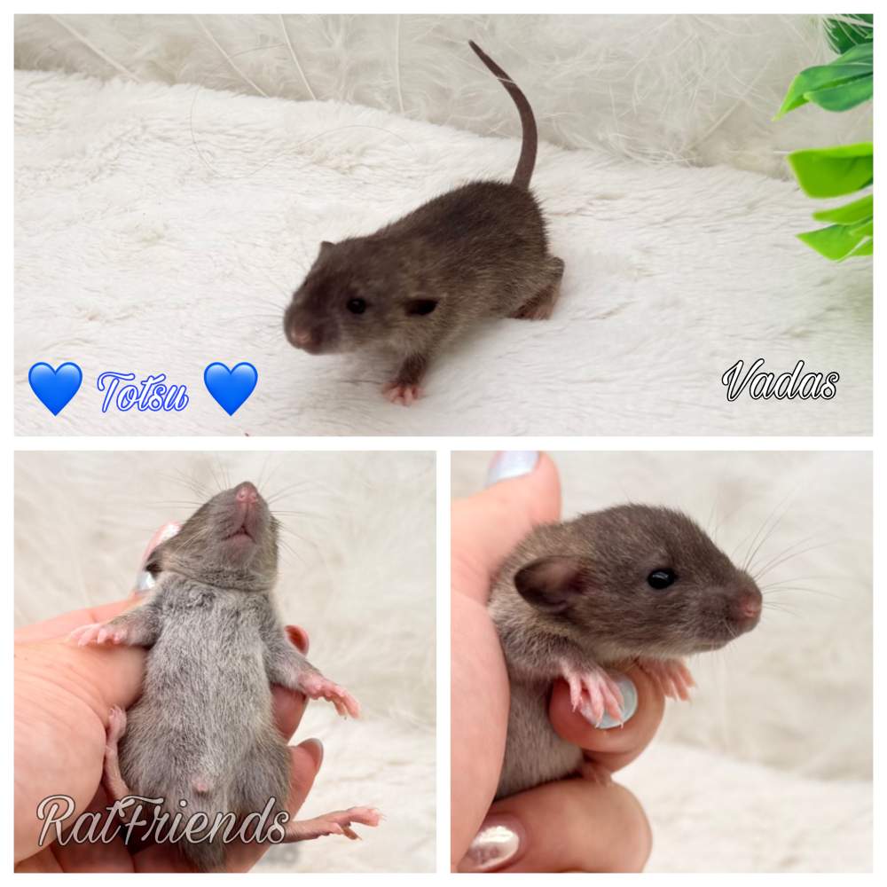 Fancy rat Available for rehoming Rattus norvegicus 