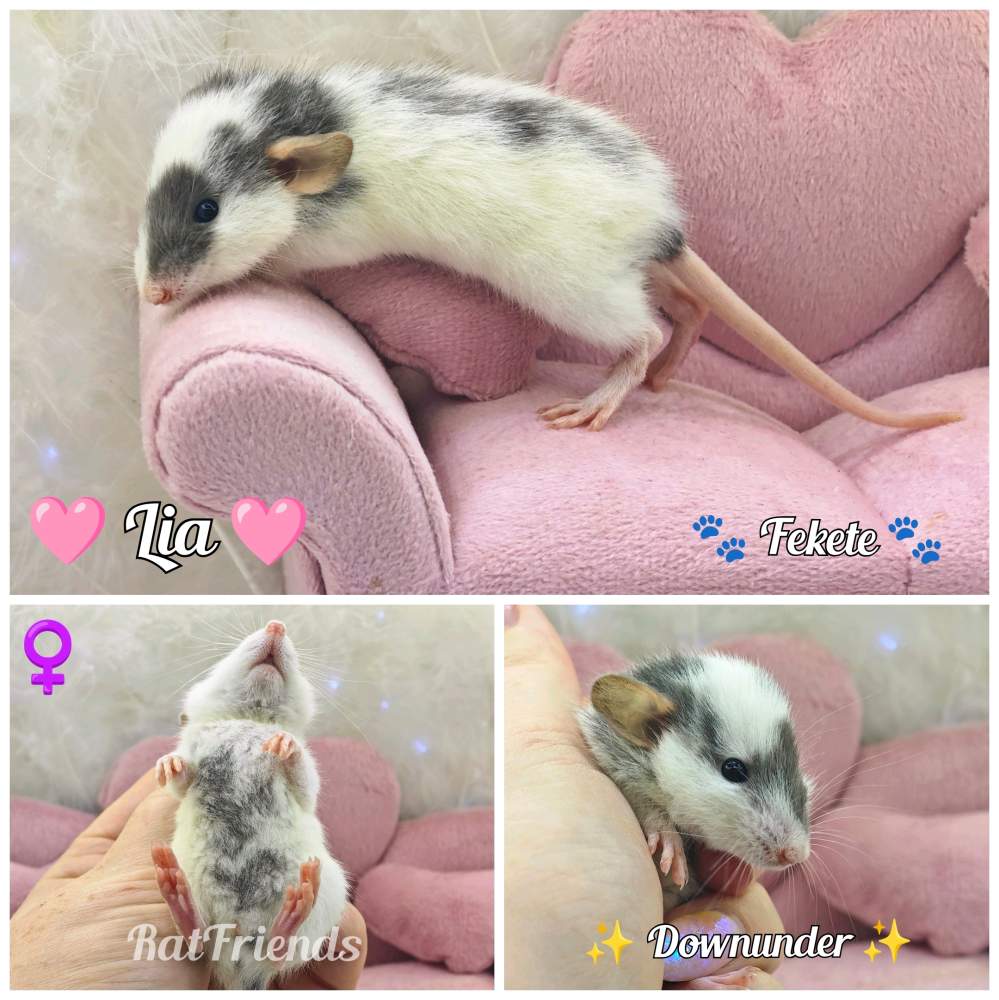 Fancy rat Available for rehoming Rattus norvegicus 