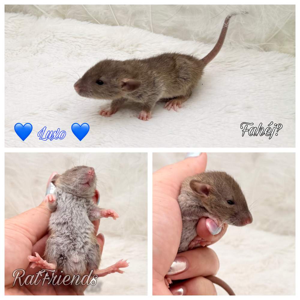 Fancy rat Available for rehoming Rattus norvegicus 