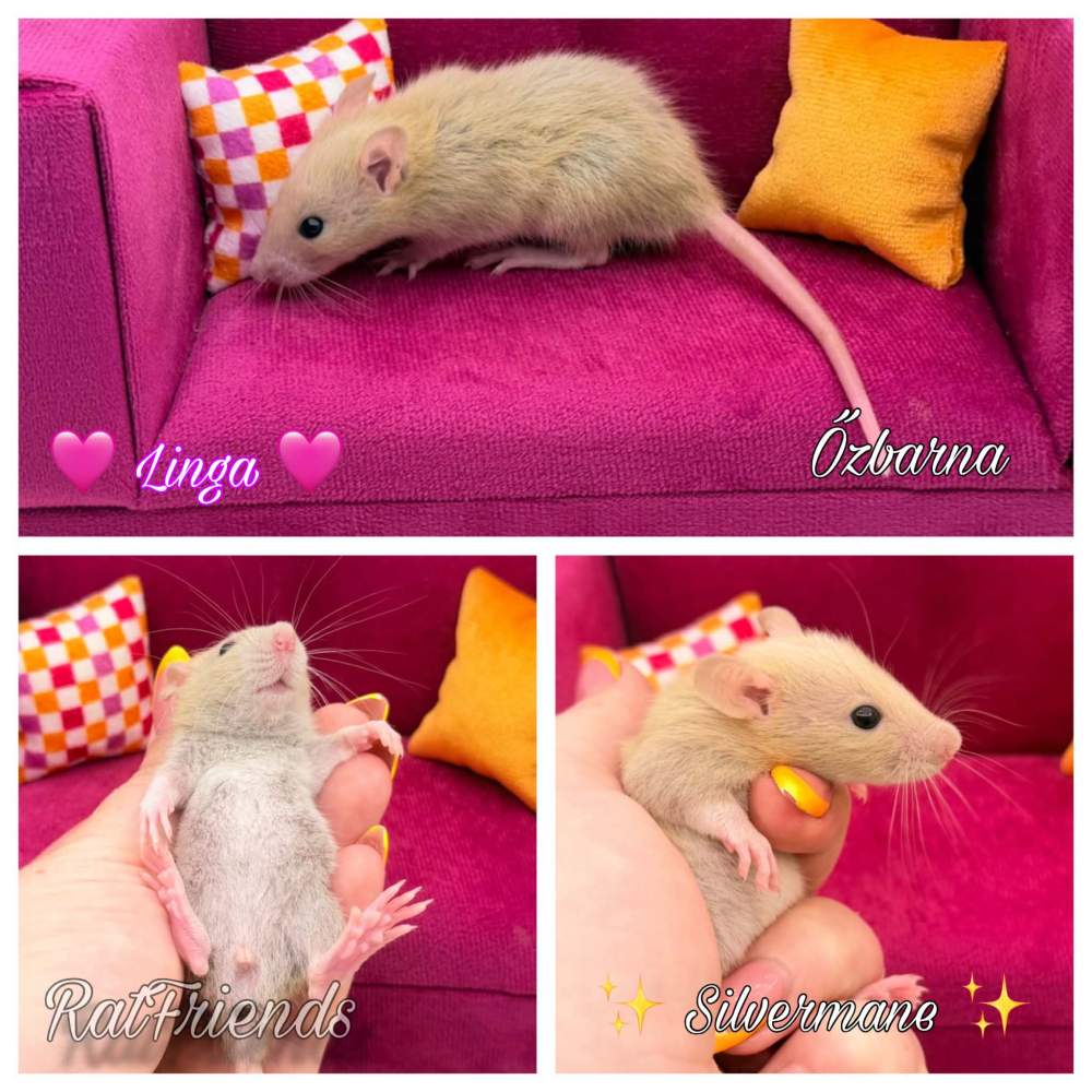 Fancy rat Breeder Rattus norvegicus 