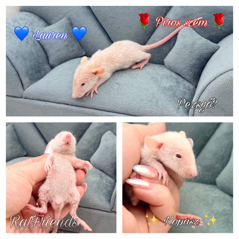 Fancy rat Available for rehoming Rattus norvegicus 