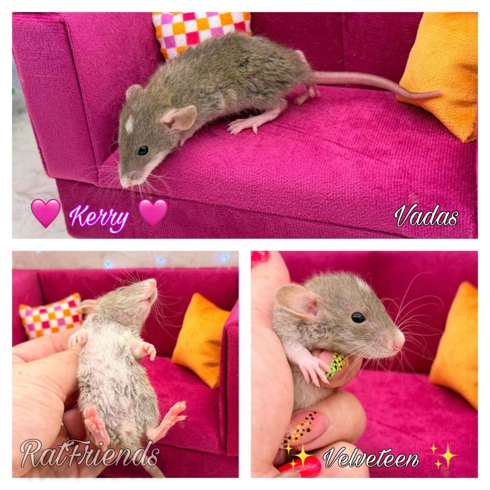 Fancy rat Available for rehoming Rattus norvegicus 