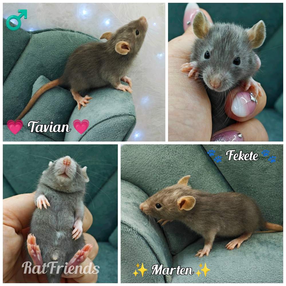 Fancy rat Available for rehoming Rattus norvegicus 