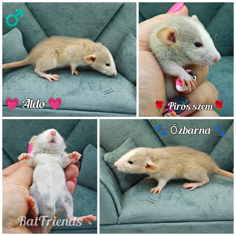 Fancy rat Breeder Rattus norvegicus 