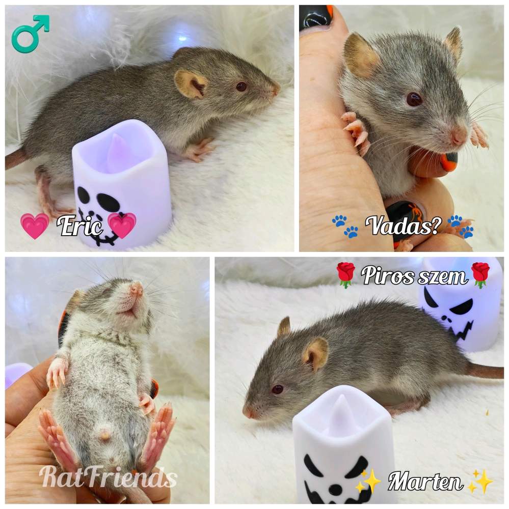 Fancy rat Owned by other Rattus norvegicus 