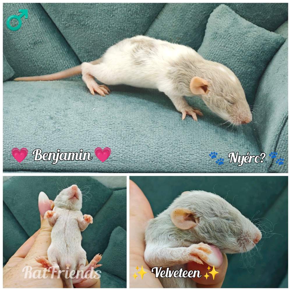 Fancy rat Breeder Rattus norvegicus 