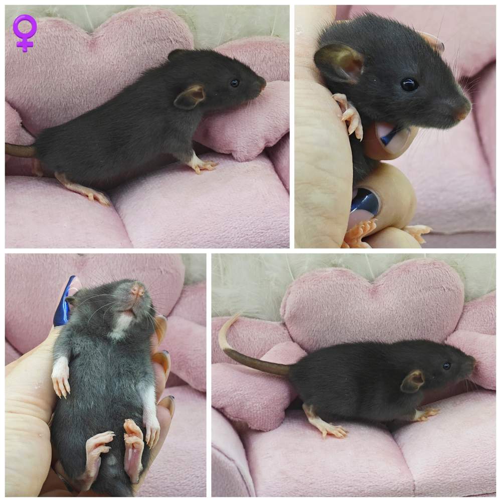 Fancy rat Breeder Rattus norvegicus 