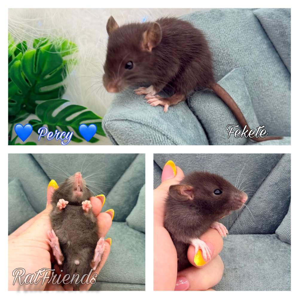 Fancy rat Available for rehoming Rattus norvegicus 