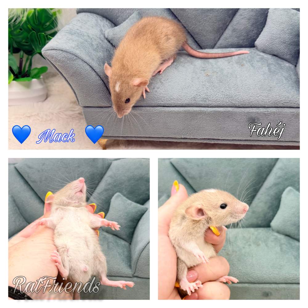 Fancy rat Breeder Rattus norvegicus 