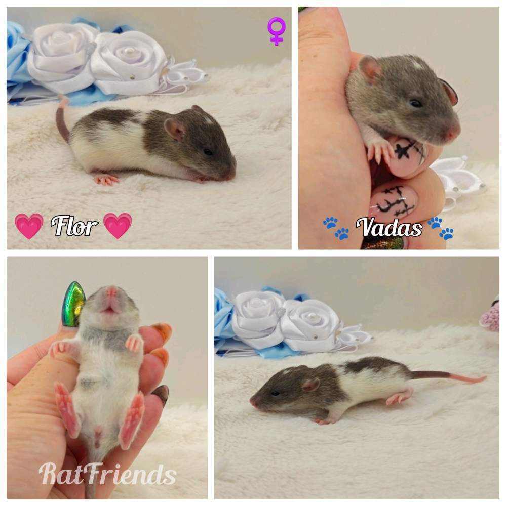 Fancy rat Breeder Rattus norvegicus 